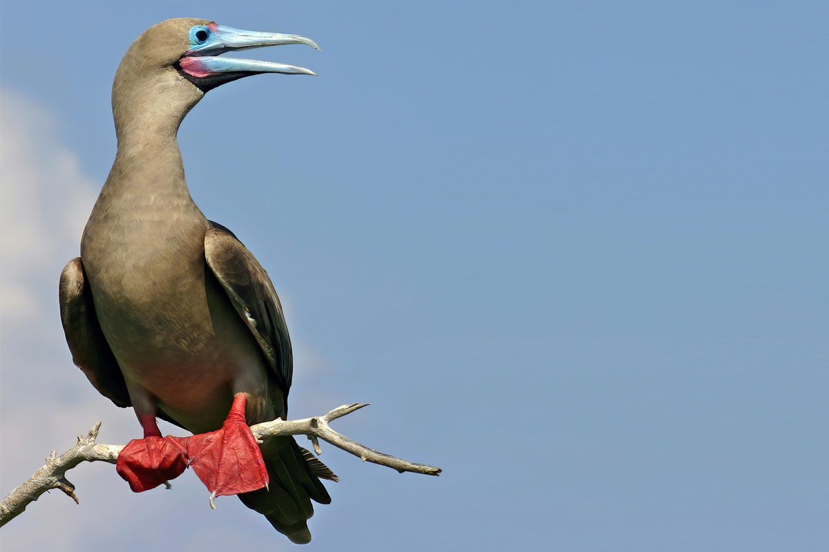 Male Galápagos red-footed booby brown male booby