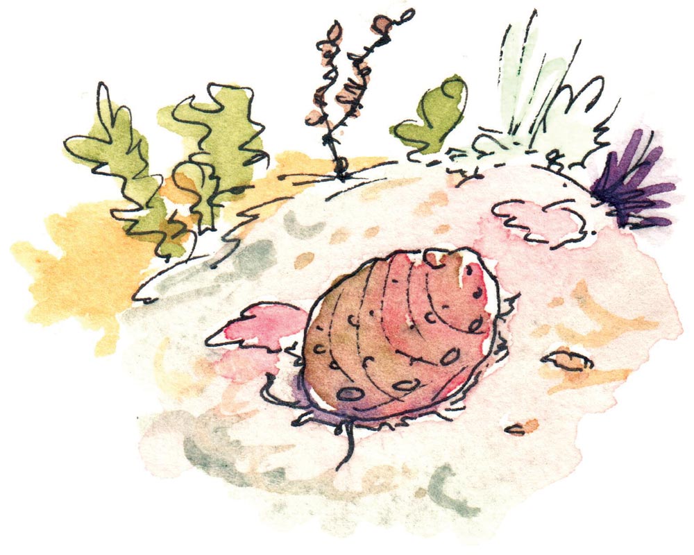 adorable watercolor drawing of abalone