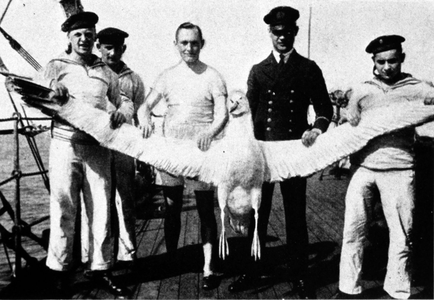 Albatross Held By Shimates