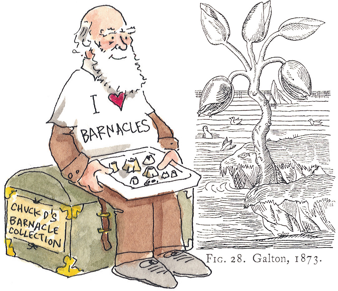 Barnacle Darwin