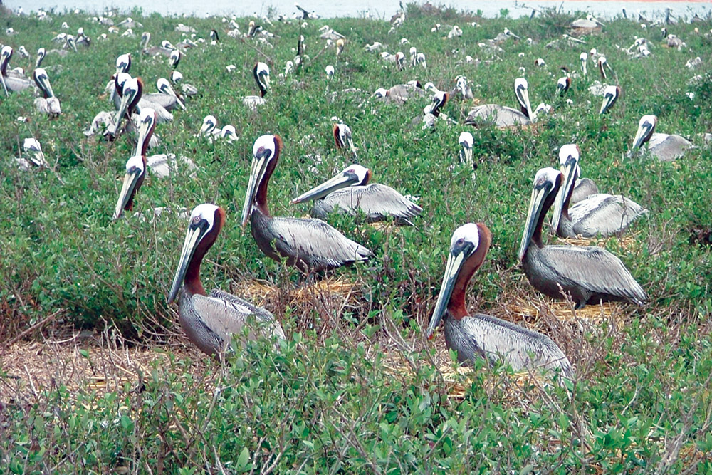 Brown Pelicans