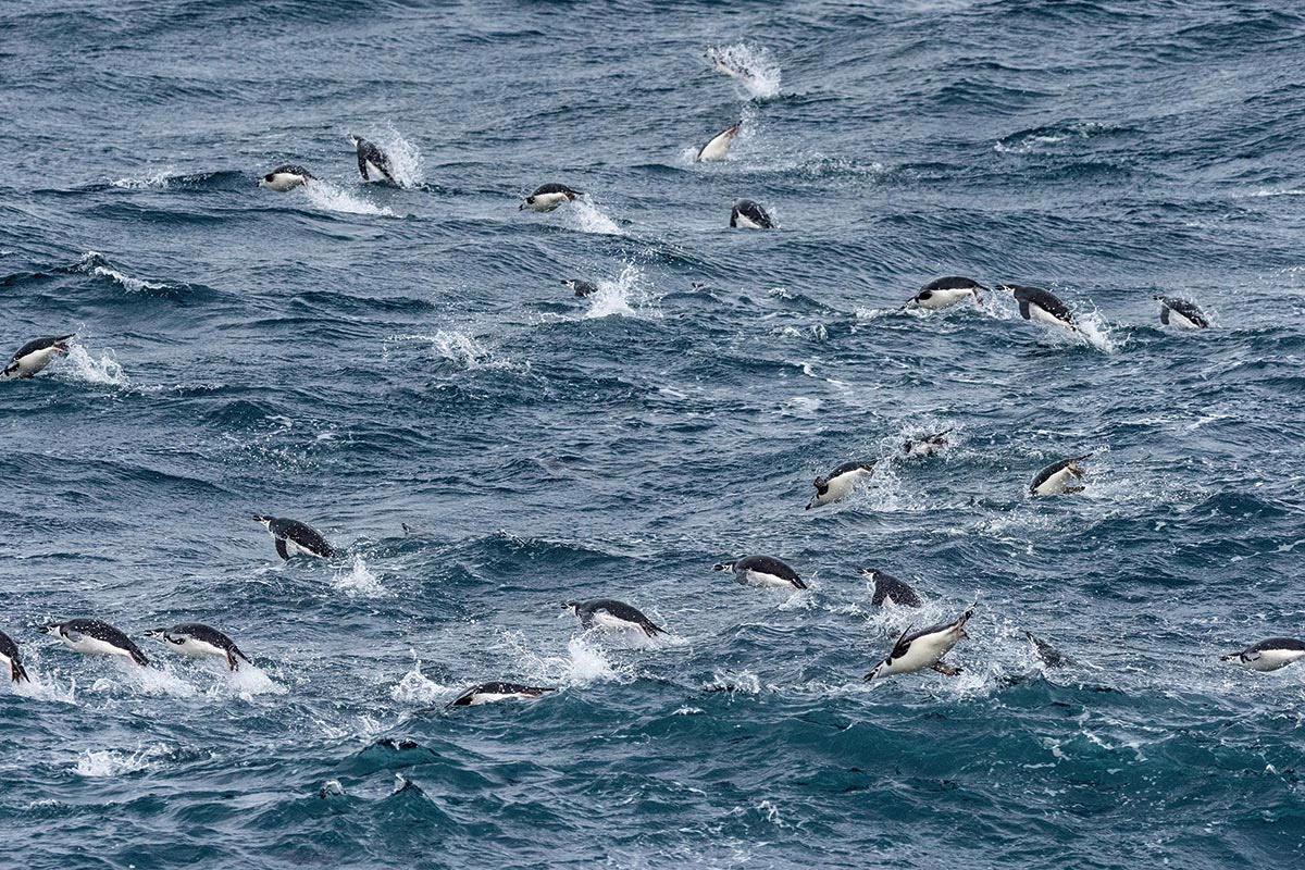 Chinstrap Penguin colony Alamy.com T1REK9 Hundreds of chinstrap penguins porpoising in Antarctic waters.