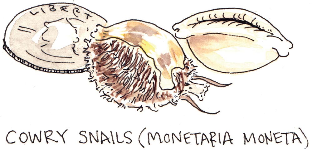 cartoon drawing of quarter and cowry shell