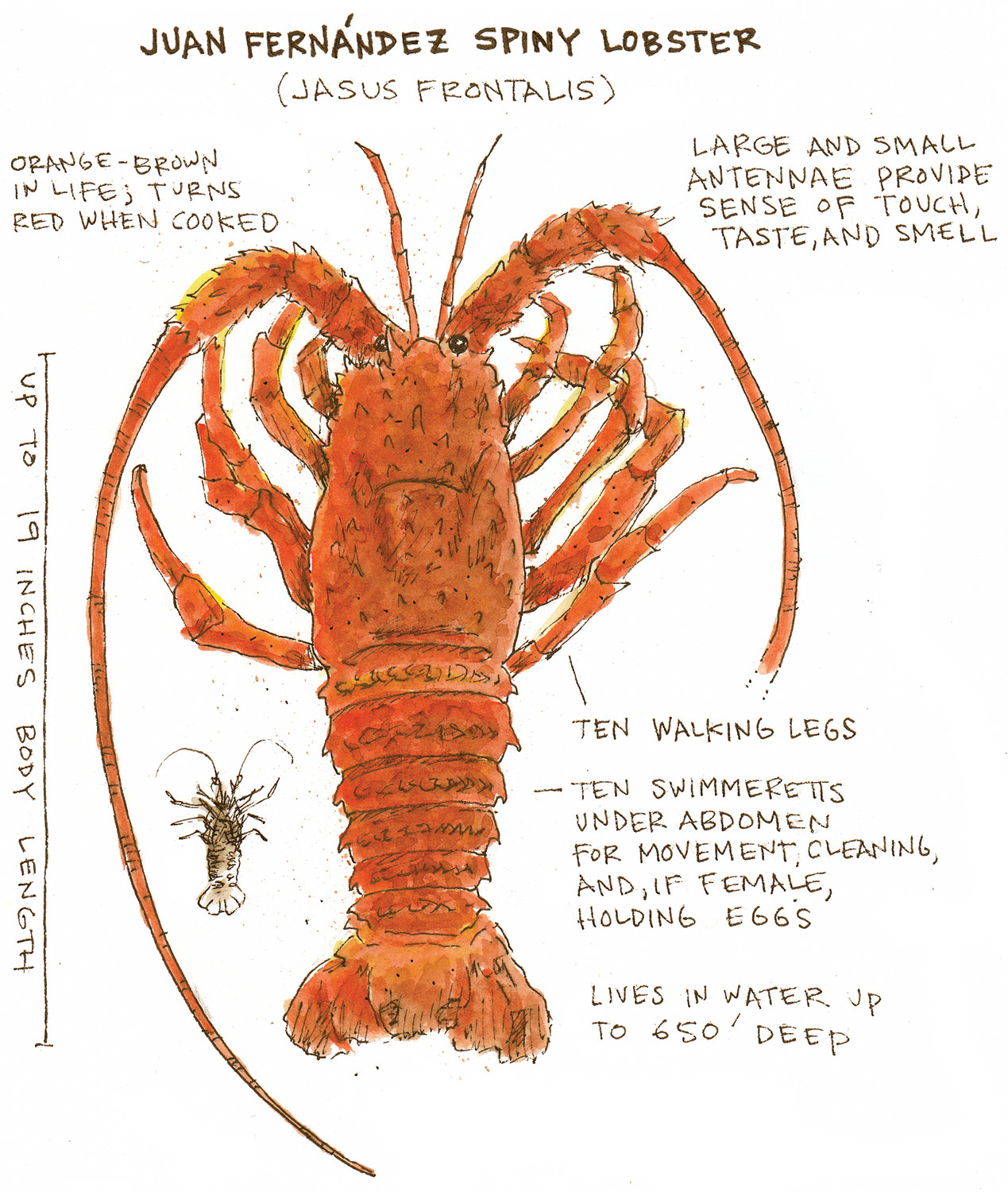 sea crayfish