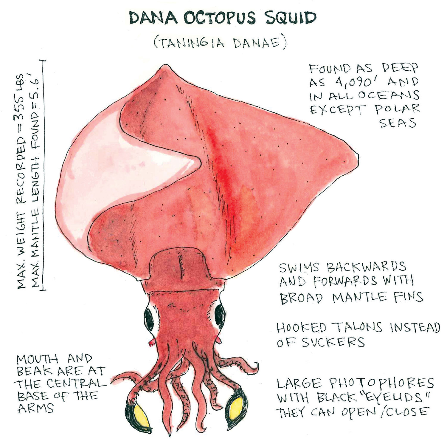 Dana Squid Anatomy