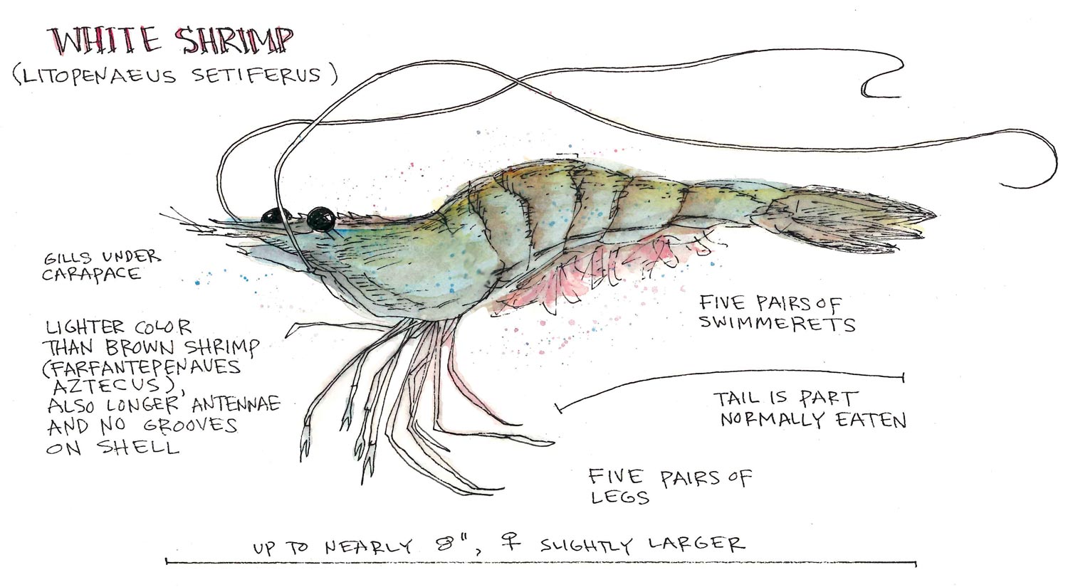 Dried Shrimp Anatomy