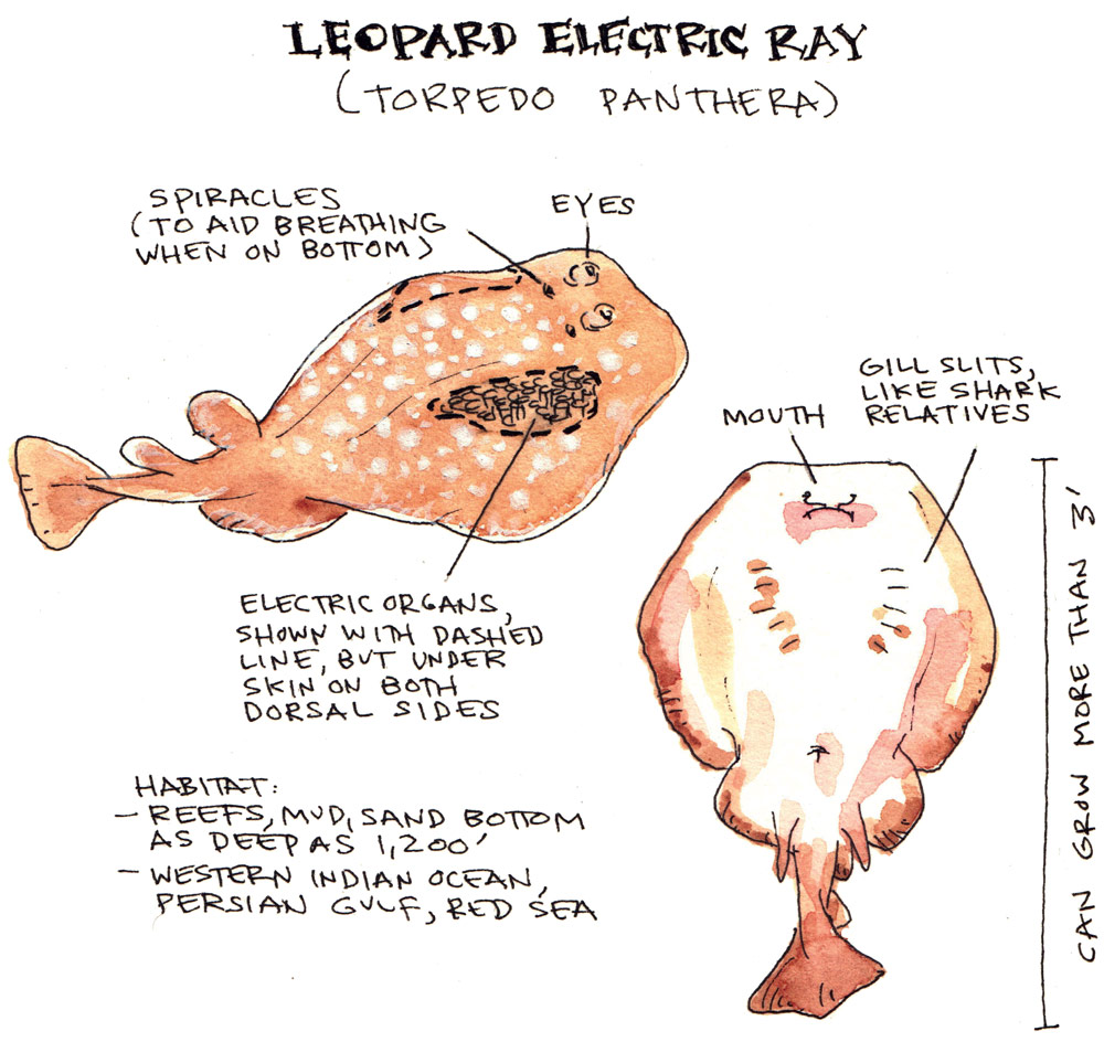 Electric Ray Anatomy