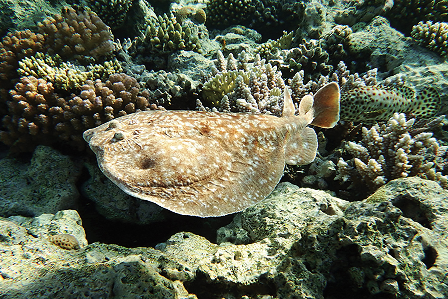 Leopard Electric Ray on Reef