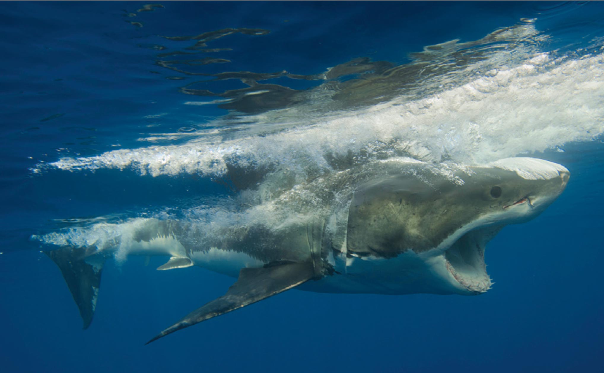 underwater photo of live shark by Greg Skomal