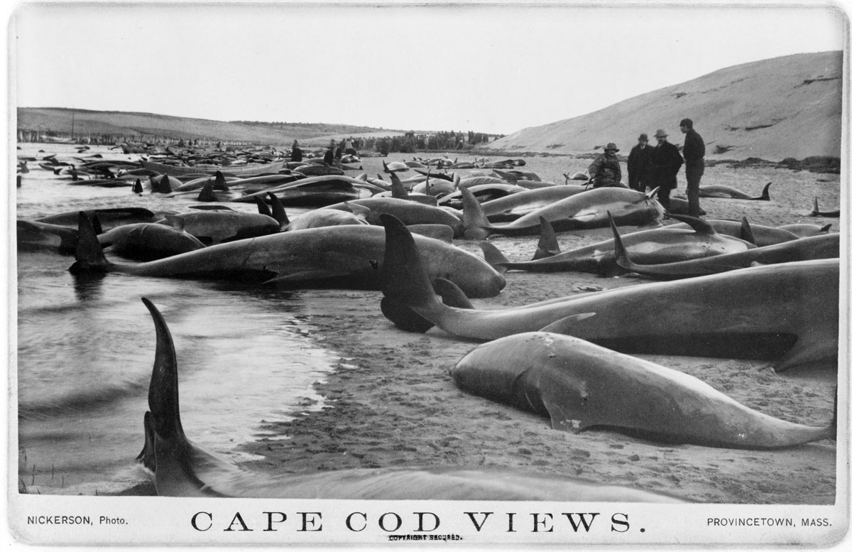 Herded and captured pilot whales on a Cape Cod beach in 1885