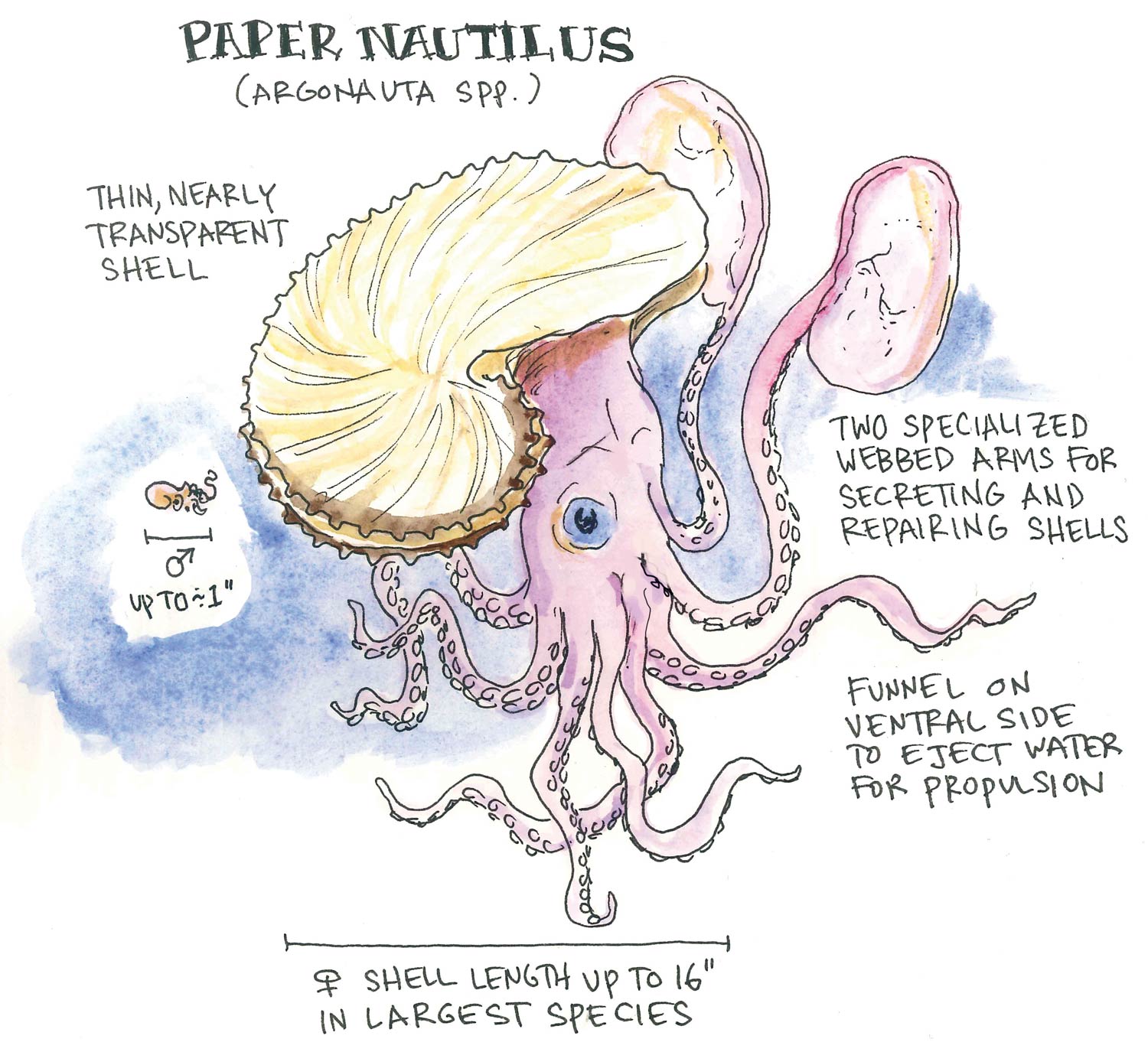 Octopus Anatomy Diagram