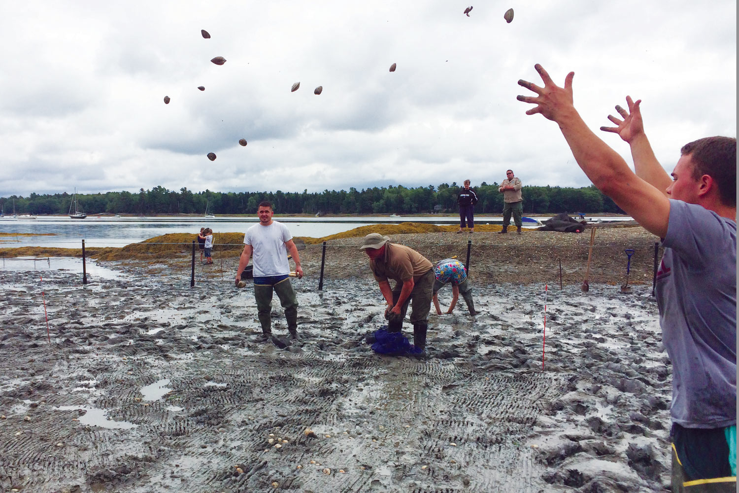Quahog Reseeding Project With Local Shellfish Harvesters