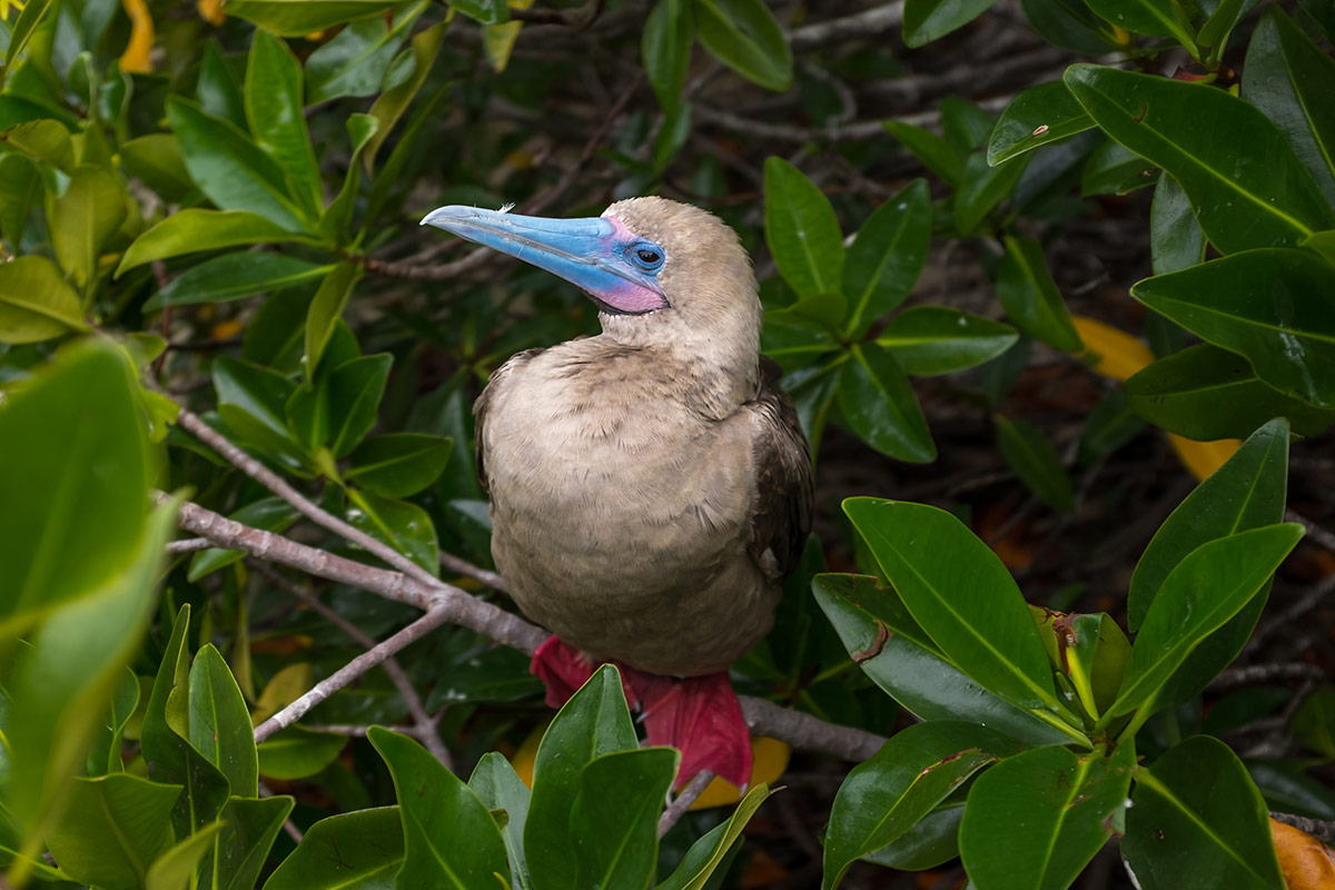 Red-Footed Booby, the Smallest of their Kind