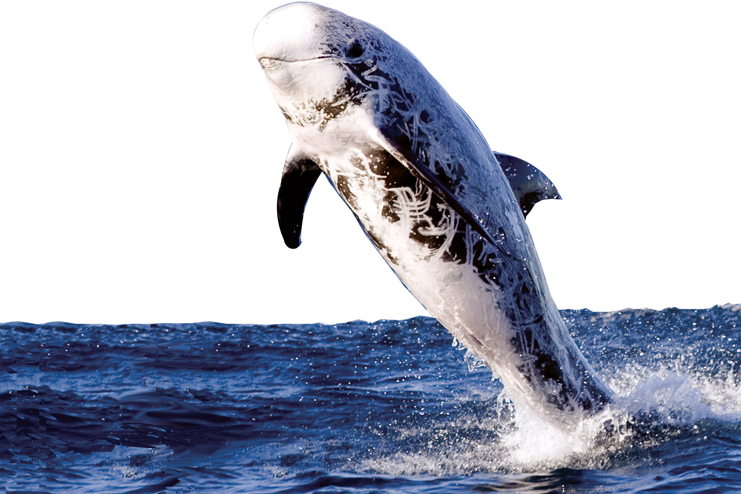 Risso Dolphin Greg Boreham