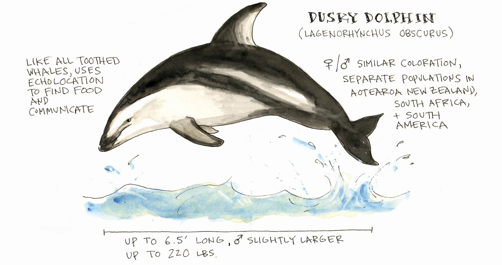 illustration of a Dusky Dolphin