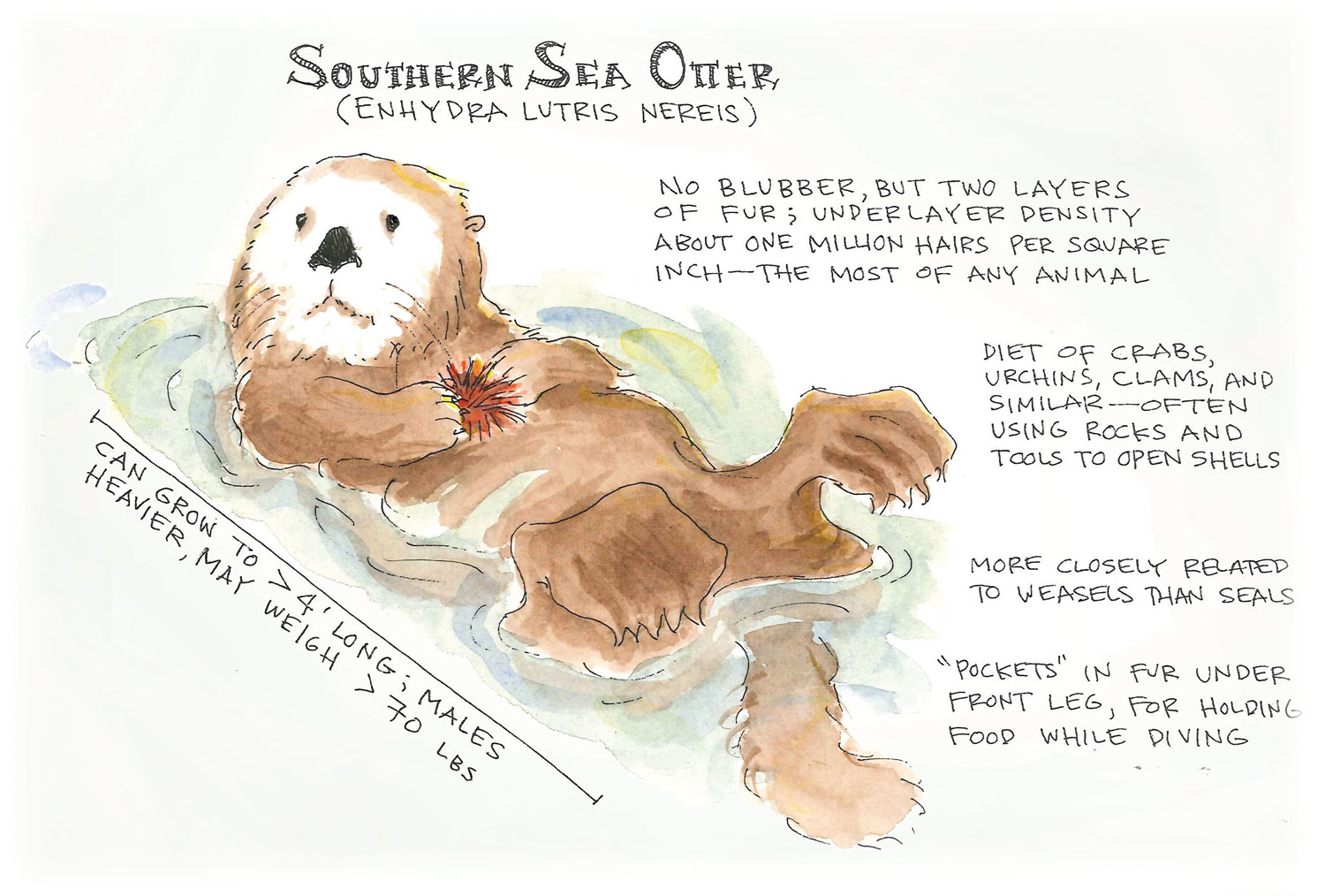 Sea Otter Anatomy