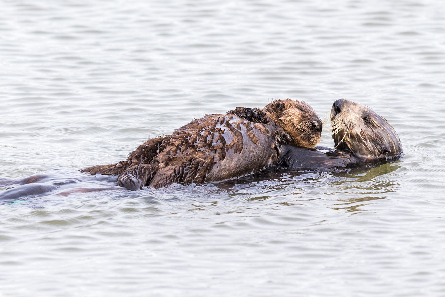 Sea Otter Mother And Baby