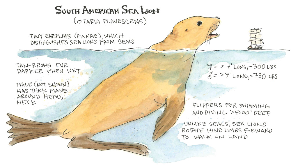 Sea Lion Anatomy
