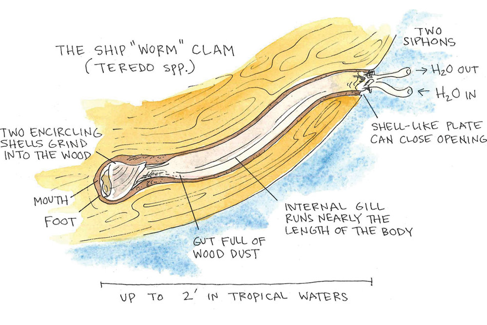 Ship Worm Clam