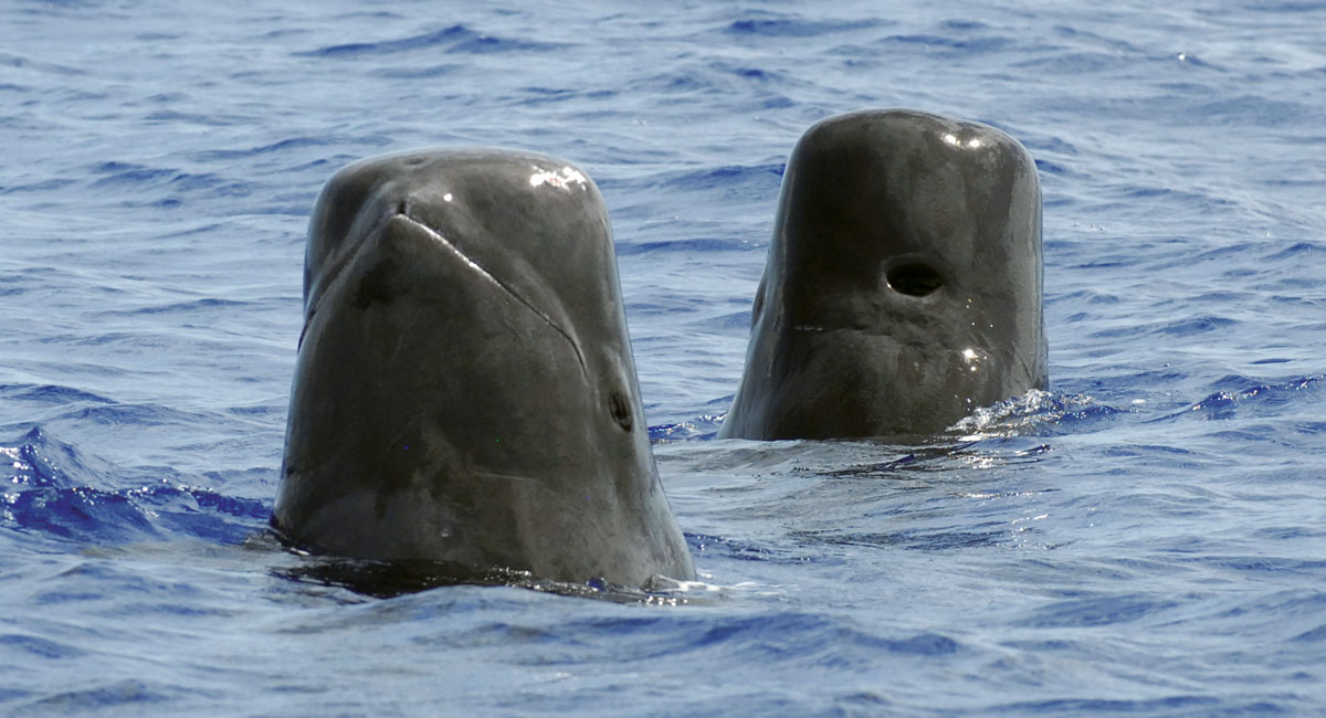 two whale heads popped up above water line