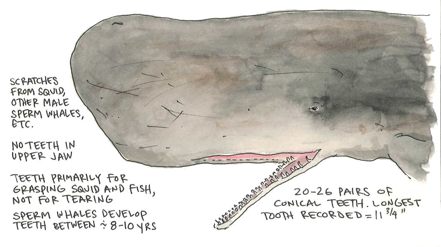 Normalmente De ninguna manera Peculiar sperm whale anatomy Alabama