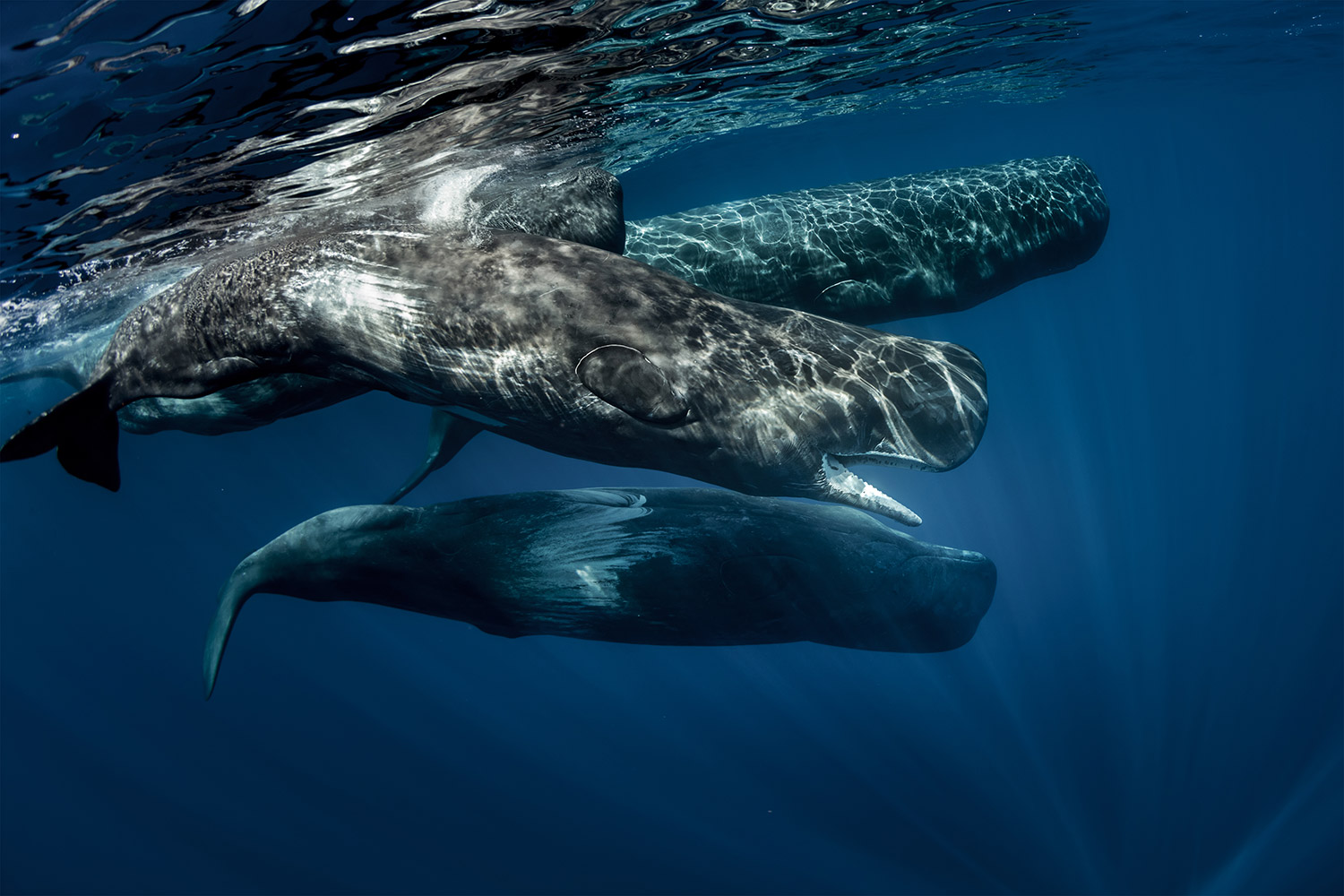 sperm whales