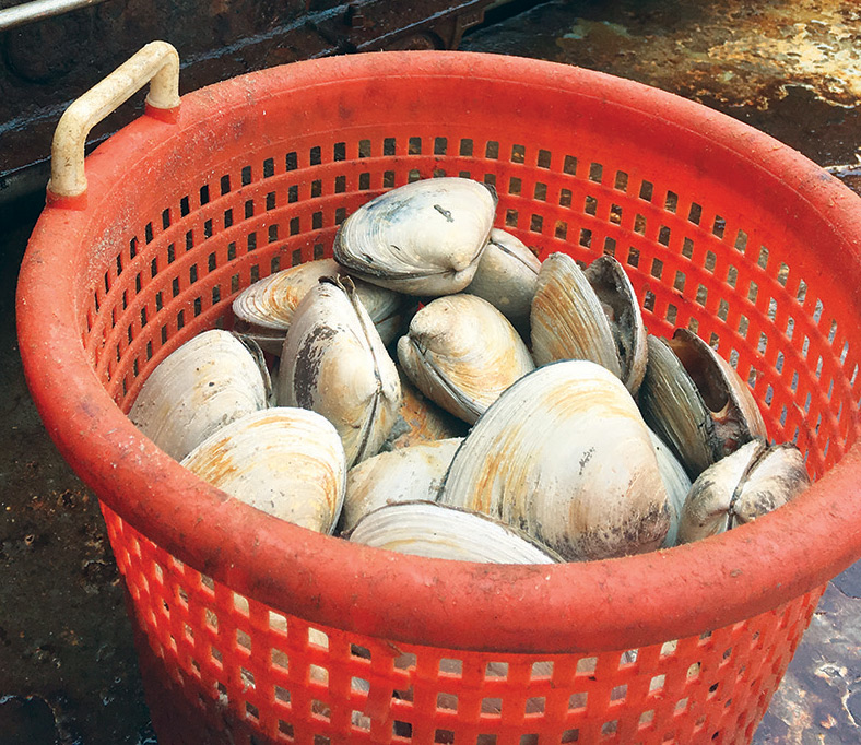 Surf Clams from Georges Bank to be tested for Red Tide