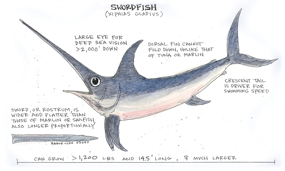Swordfish Anatomy