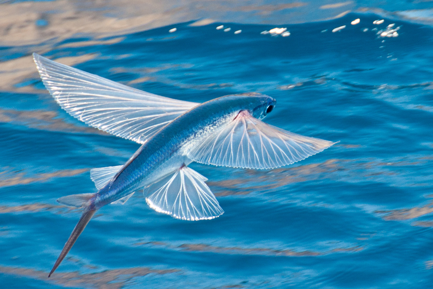 flying-fish-feature.jpg
