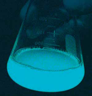  Bacterias luminosas