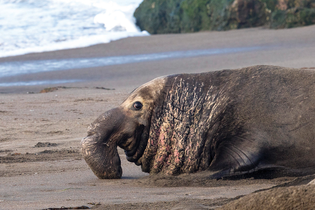 closeup of seal