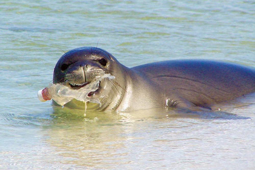 Seal With Plastic Bottle