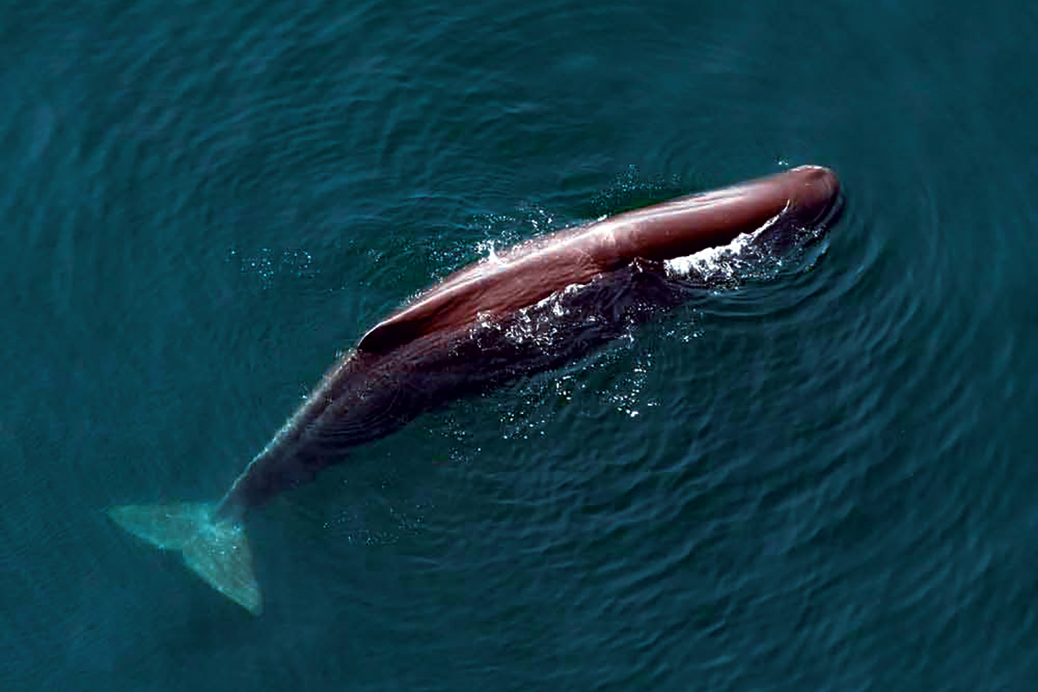 sperm whale