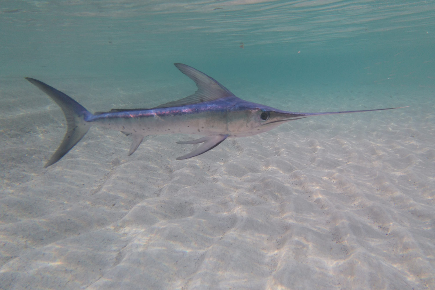 Swordfish - National Maritime Historical Society